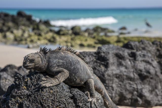 Ecuador_Galapagos_Bachas_Beach_marinleguan.jpg