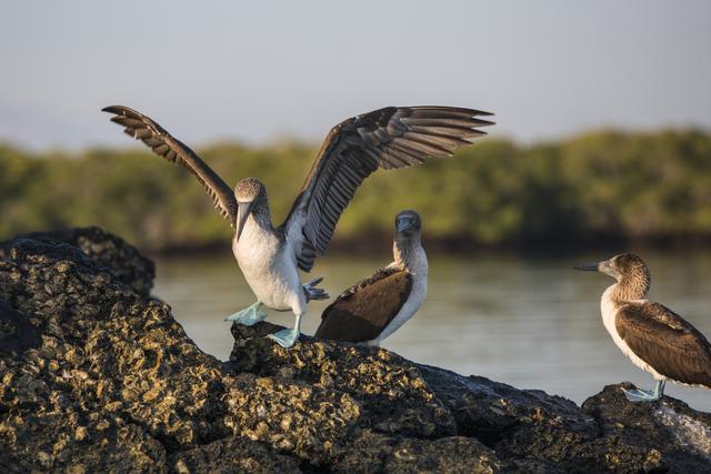 Ecuador_Galapagos_Black_Turtle_Cove_fagel_blafotad_sula.jpg