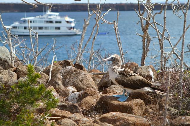 Ecuador_Galapagos_On_North_Seymour_Fagel_Bla_fotad_sula.jpg