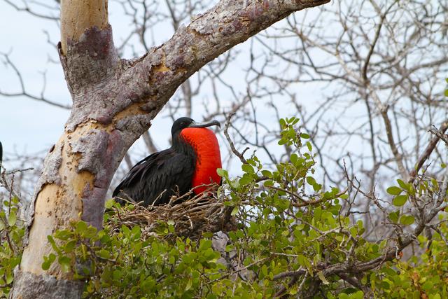 Ecuador_Galapagos_On_North_Seymour_fregattfagel.jpg