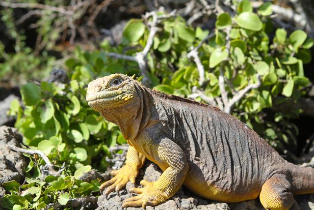 Ecuador_Galapagos_On_North_Seymour_landleguan.jpg