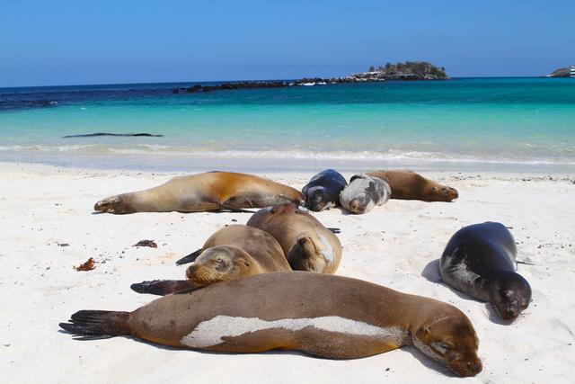 Ecuador_Galapagos_On_Santa_Fe_sjolejon_strand.jpg