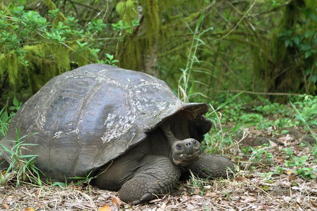 Ecuador_Galapagos_Santa_Cruz_hogland_jatteskoldpadda.jpg