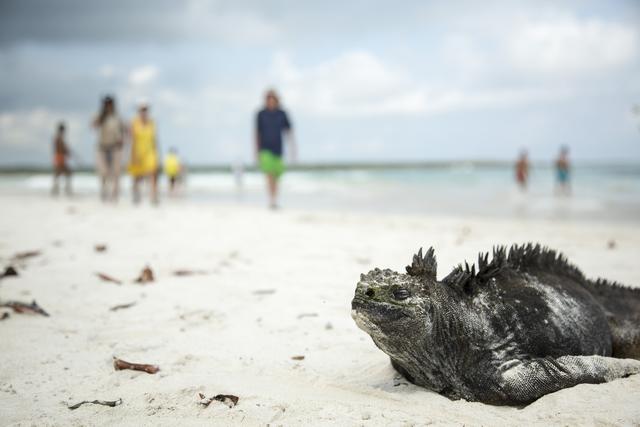 Ecuador_Galapagosoarna_havsleguan_strand.jpg