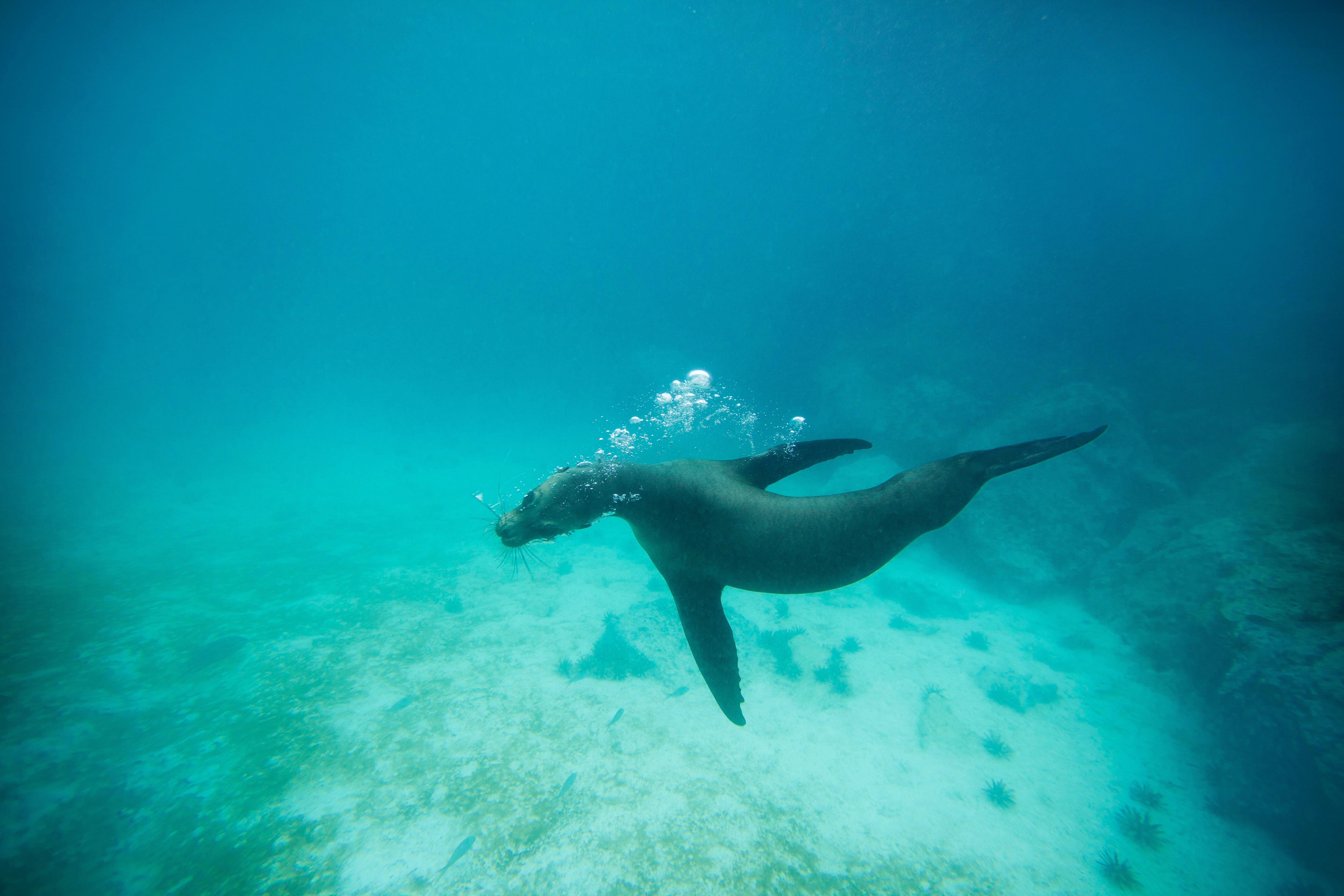 sjölejon på stranden på Galapagos resa med Carpe Adventures