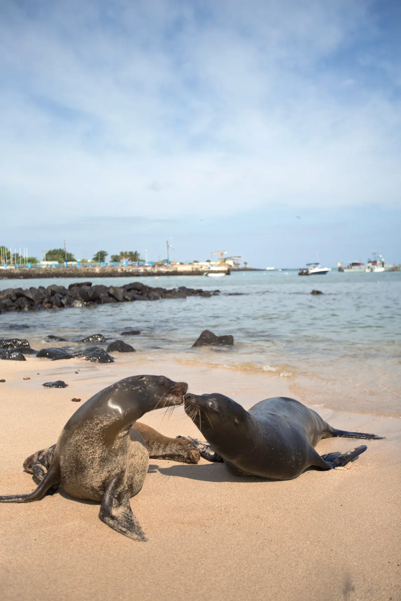 Sjölejon som pussas på Galapagos