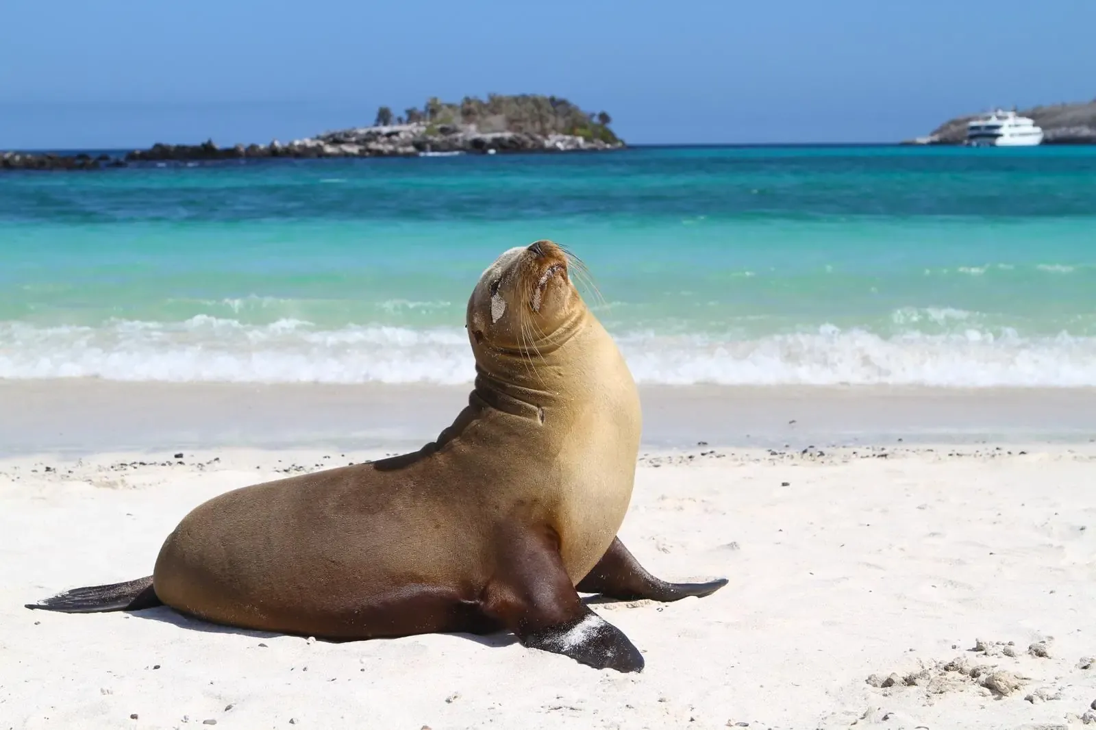 Sjölejon Galapagos på stranden