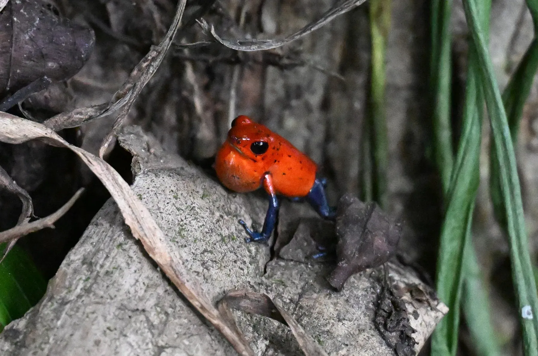 groda i amazonas