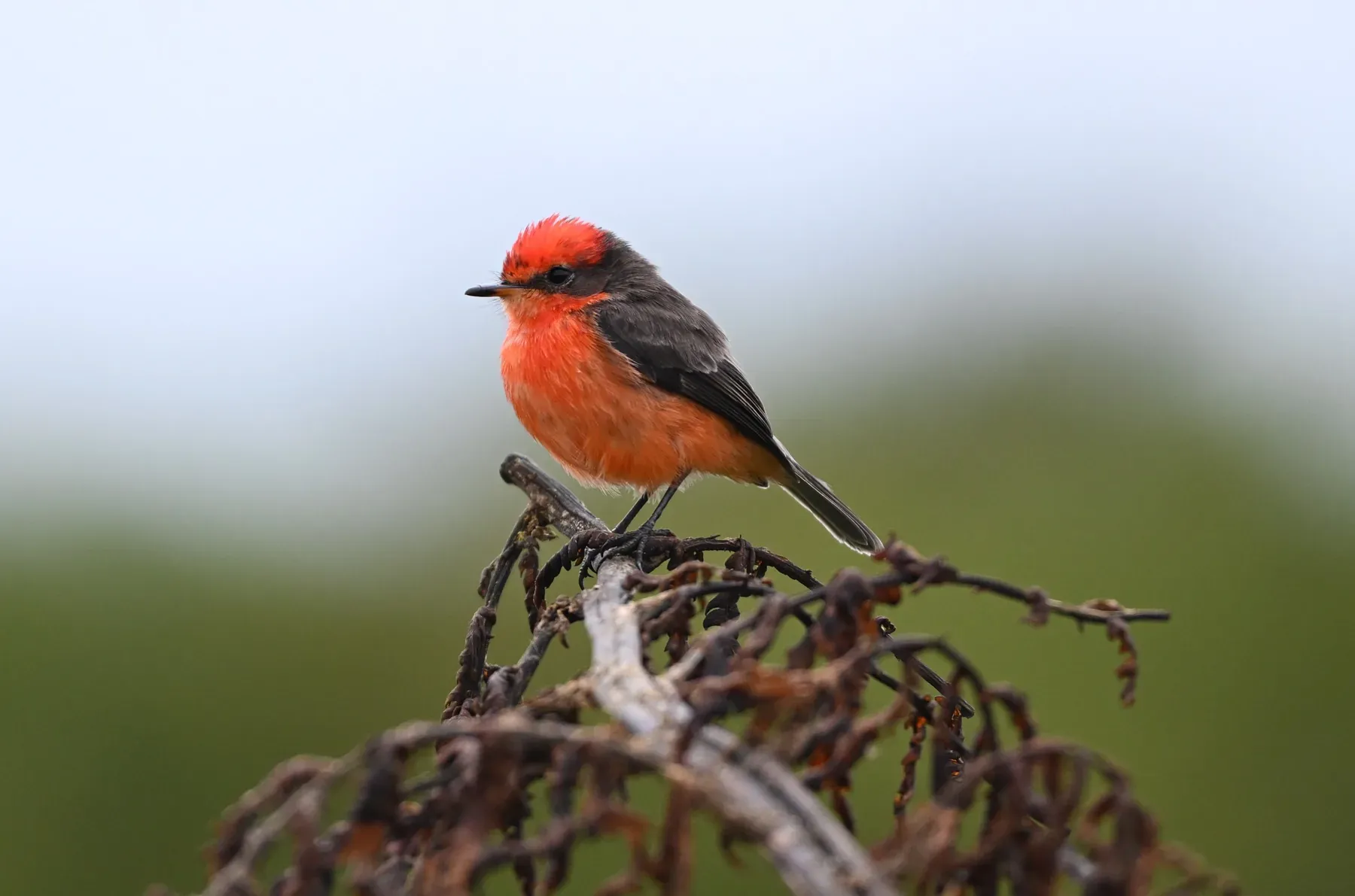 Fågel på galapagos