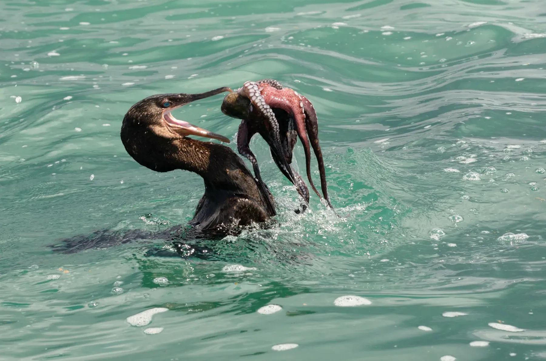 Fågel äter bläckfisk