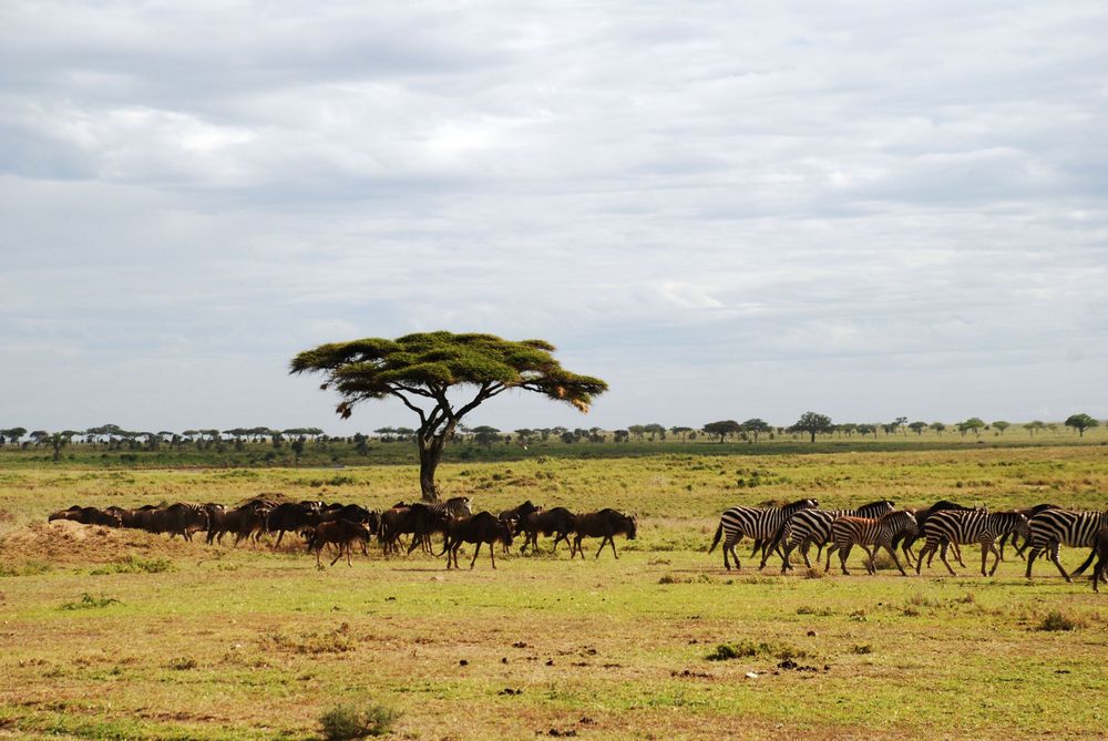 Kunskapsresa Kenya och Tanzania