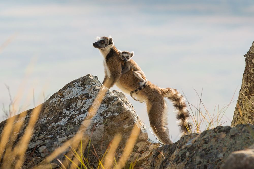 Kunskapsresa Madagaskar