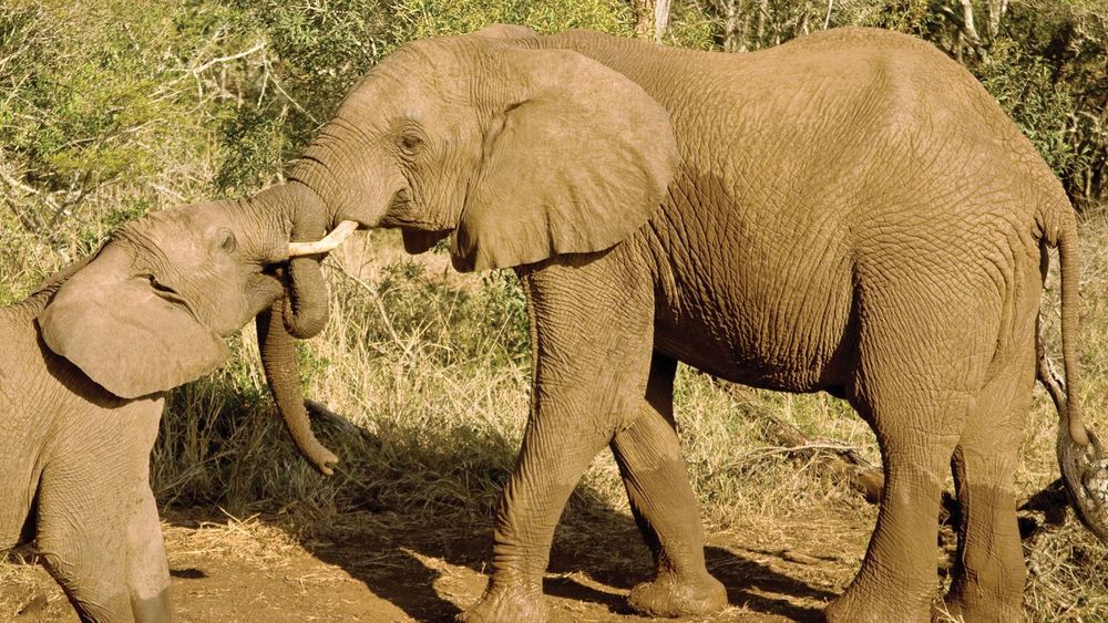 National Geographic Journeys Rundresa Kenya - Safari