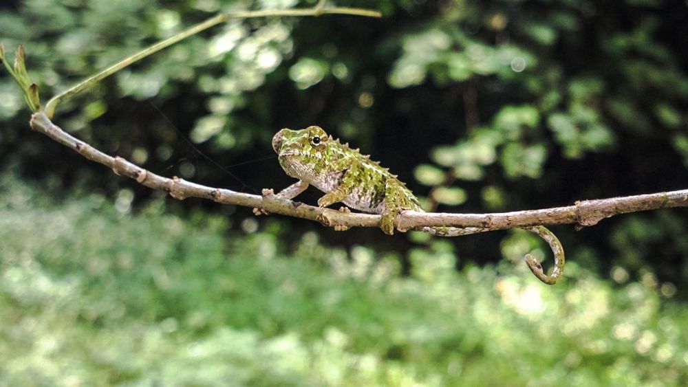 Rundresa Madagaskar