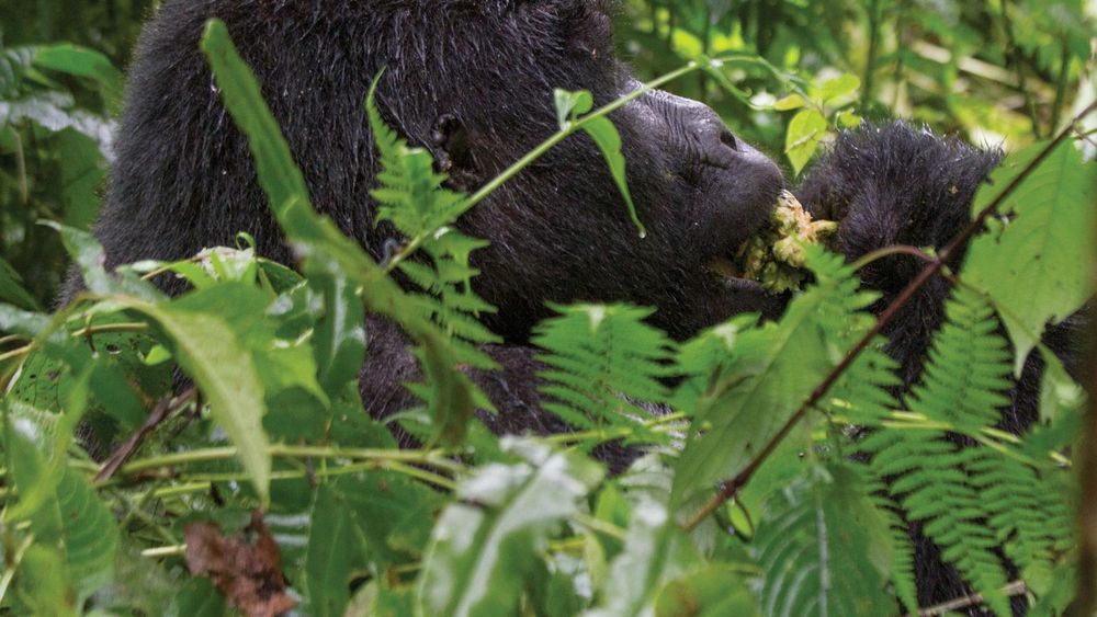 National Geographic Journeys Rundresa Rwanda - Gorillatrekking