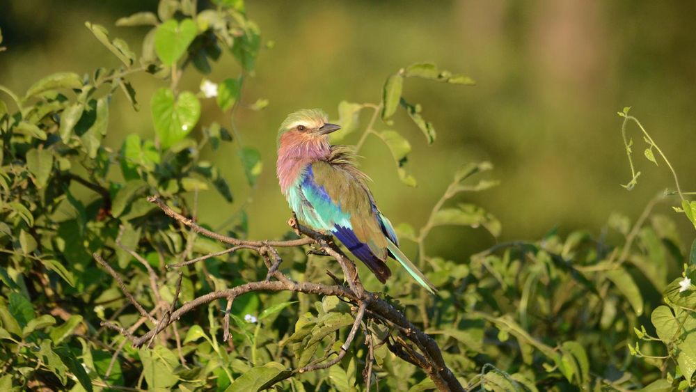 National Geographic Journeys Rundresa Botswana och Zimbabwe 