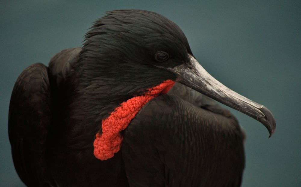 Carpe Premiumresor Ecuador Vulkaner, Amazonas och Galapagosöarna