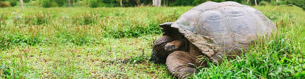 Resa Galapagos - Kryssning 8 dagar - Yacht Grand Daphne