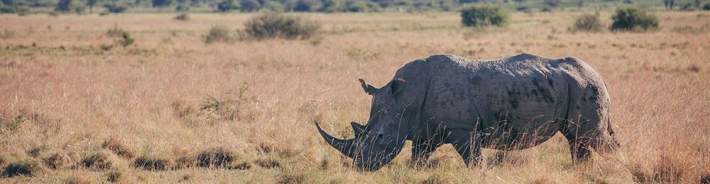 Rundresa Botswana Safari