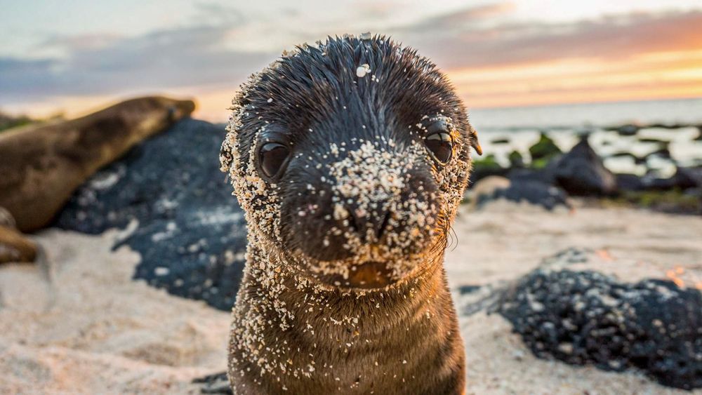 Resa Galapagos - Kryssning 10 dagar ombord Reina Silvia Voyager
