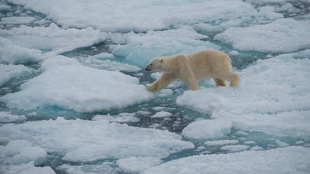 Resa Svalbard - Kryssning