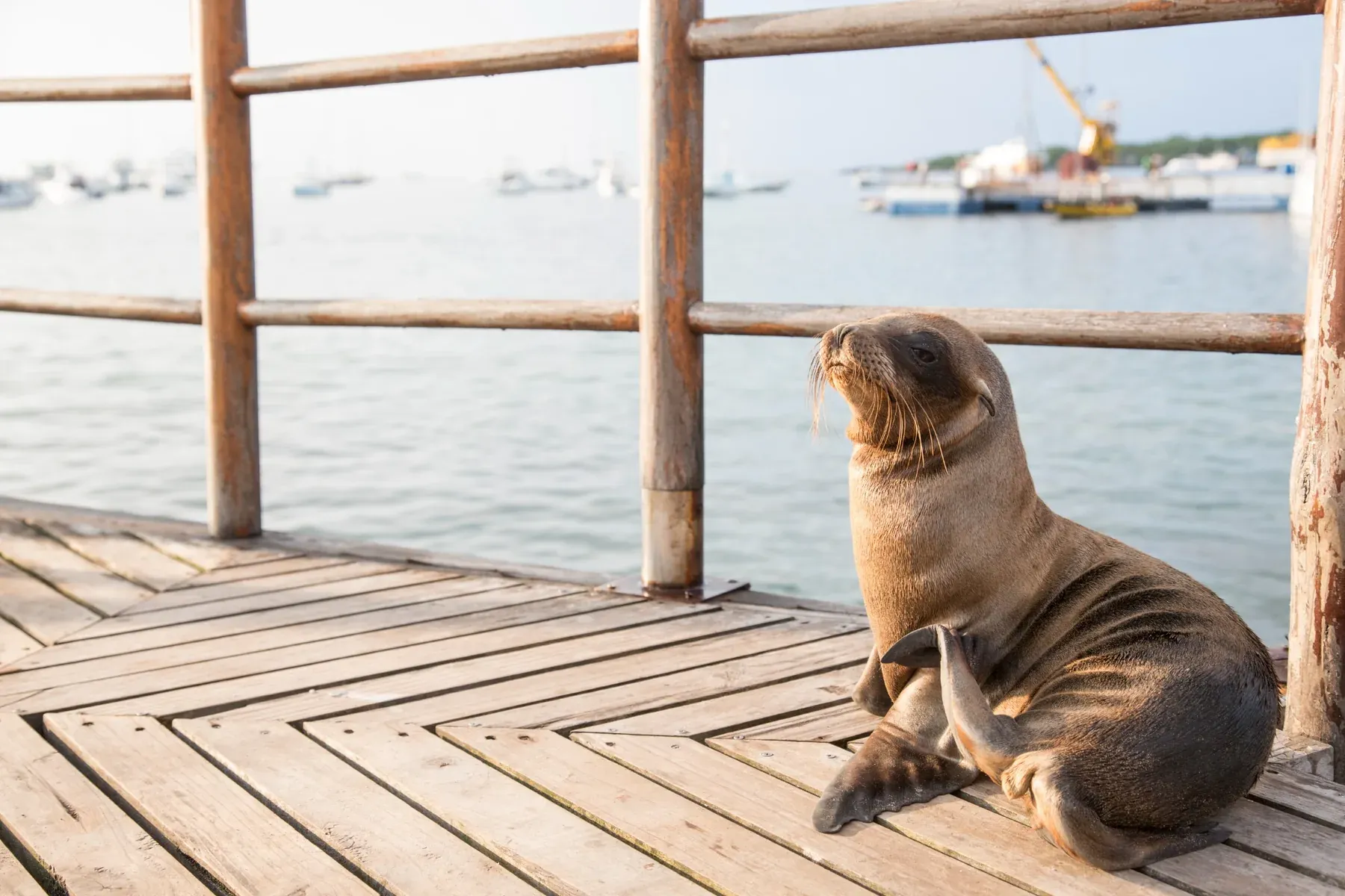 carpe adventures kryssning galapagos sjölejon
